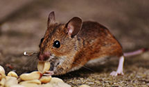 24 Hour & Emergency Exterminators in Port Saint John, FL